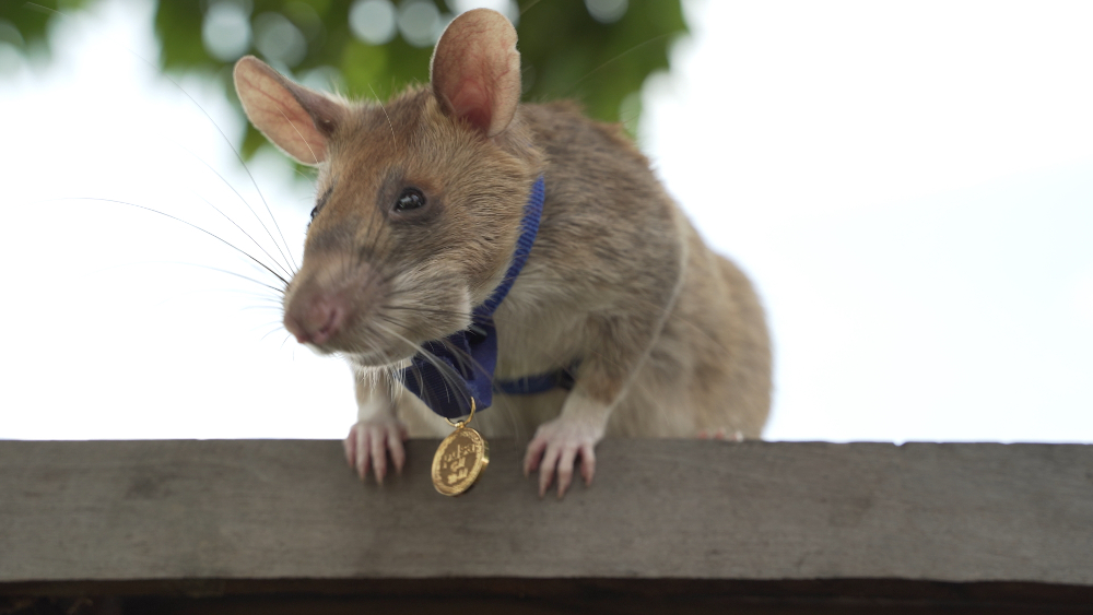 A handout picture released by UK veterinary charity PDSA September 25, 2020 shows Magawa, an African giant pouched rat wearing his gold medal received from PDSA for his work in detecting landmines in Siem Reap, Cambodia. u00e2u20acu201d PDSA handout pic via AFP 