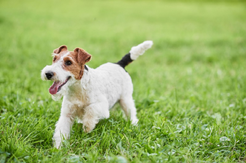 A recent study indicates that two types of dogs show more play behaviour u00e2u20acu2022 herding and hunting dogs like the fox-terrier, German shepherd, border collie and teckel. u00e2u20acu2022 Shutterstock/AFP pic