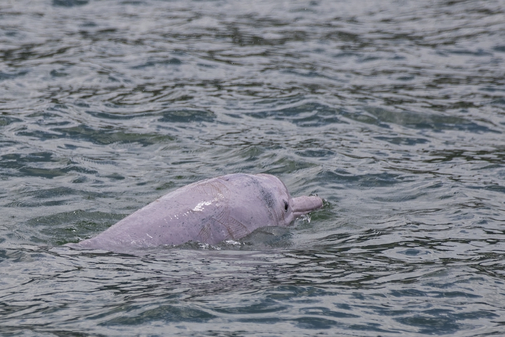 A Chinese white dolphin, also known locally as 'pink dolphin', swimming in the waters off the coast of Hong Kong. u00e2u20acu201d AFP pic
