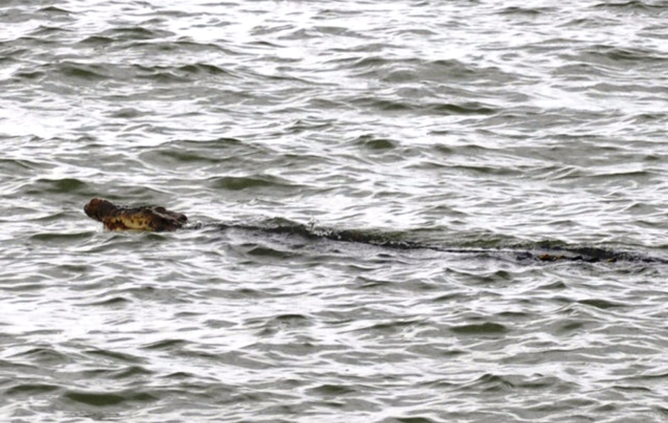 从沙滩返回海上的咸水鳄鱼继续畅泳。-马新社-