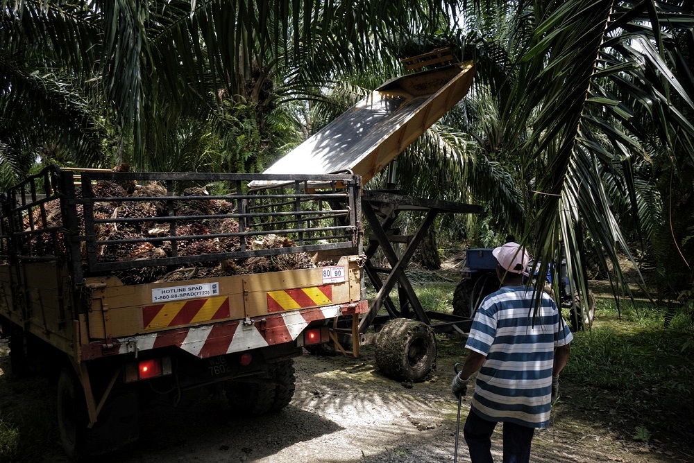 Workers load palm fruits onto a lorry at a plantation in Sepang October 30, 2019. u00e2u20acu201d Picture by Shafwan Zaidon 