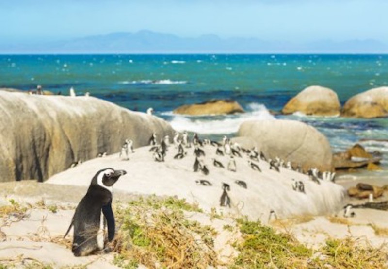 The population of Galapagos penguins and flightless cormorants, two species endemic to the islands, has seen a record increase, study results released Friday showed. u00e2u20acu2022 Afp-Relaxnews pic
