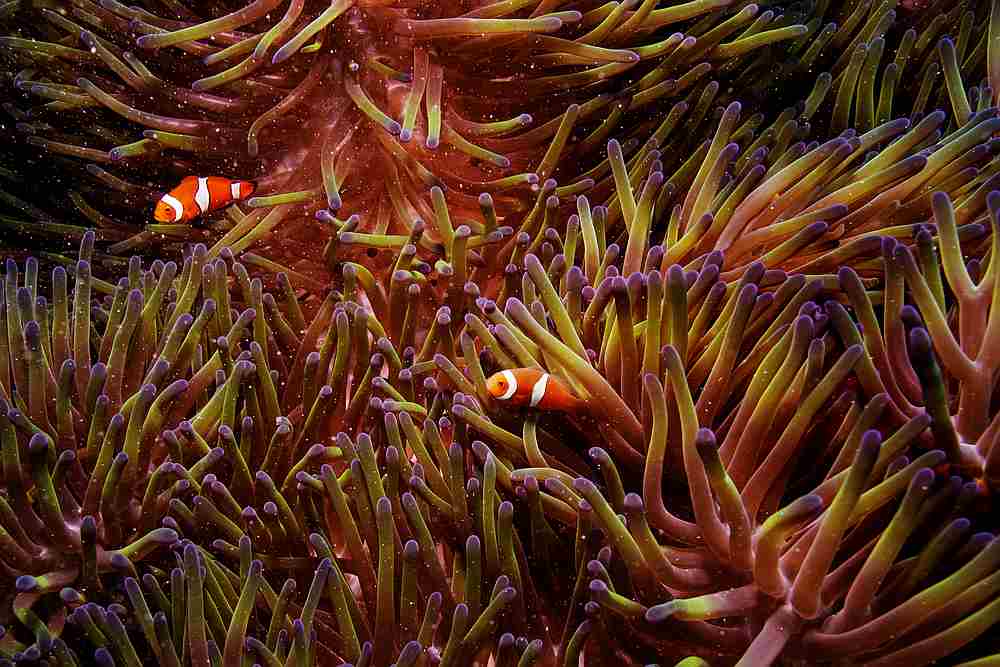 Two clownfish swim inside of a sea anemone in the Great Barrier Reef off the coast of Cairns, Australia October 26, 2019. u00e2u20acu201d Reuters pic