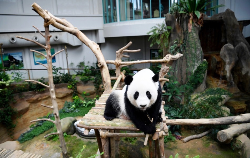 国家动物园还需支付熊猫“谊谊”的年度保险费。-马新社-