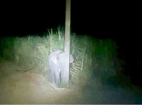 A baby elephant in Chiang Mai, Thailand has gone viral after it tried to hide behind a narrow pole. u00e2u20acu201d Photo via Facebook
