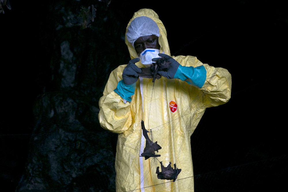 A researcher with Franceville International Medical Research Centre collects bats in a net on November 25, 2020 inside a cave in the Zadie region in Gabon. u00e2u20acu201d AFP pic