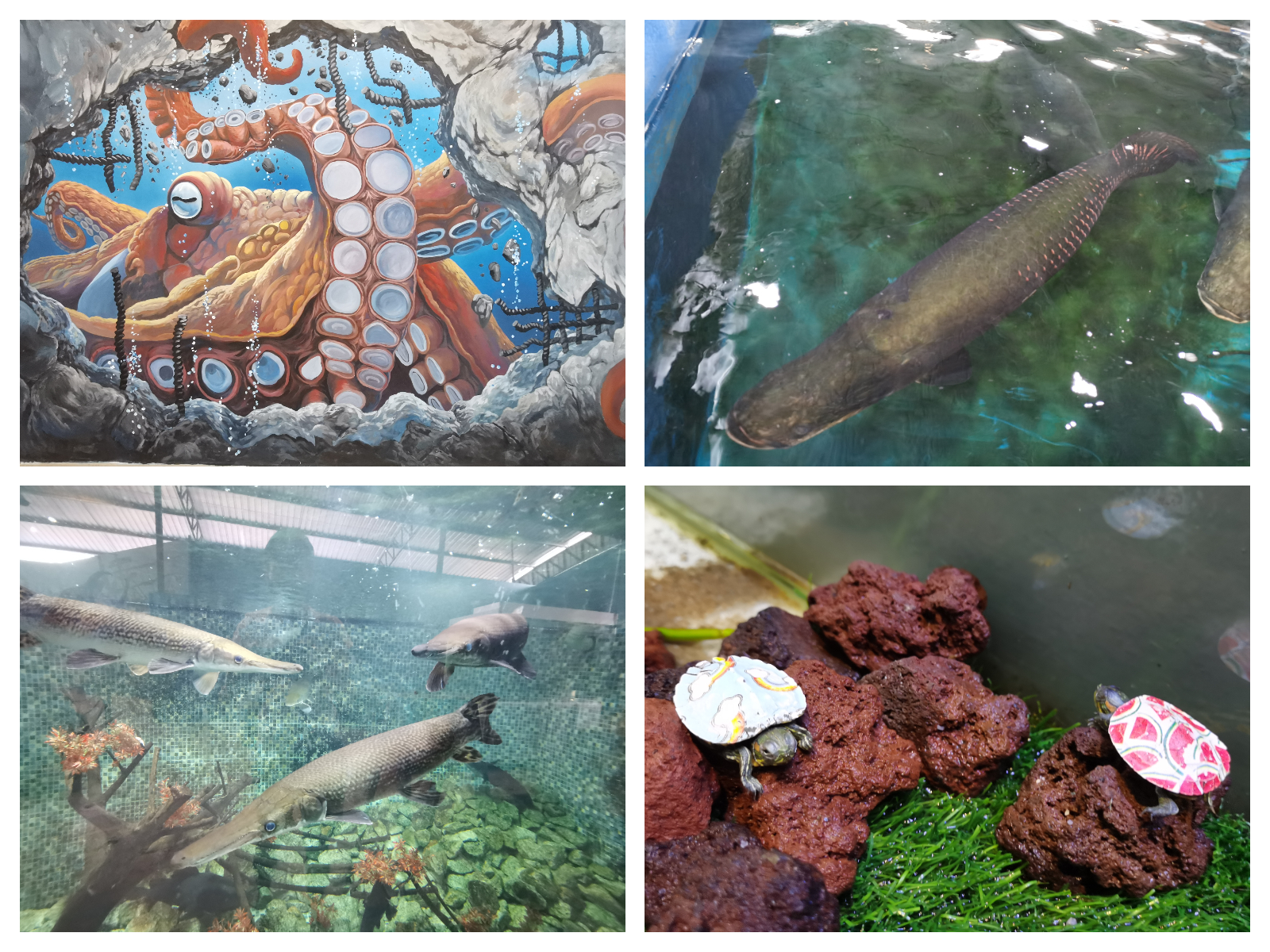 游客可以在水族馆内观赏深海鱼。-庄礼文摄-