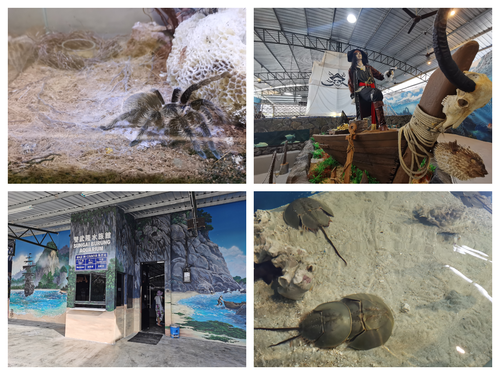 水族馆内精美的壁画与海盗船摆设非常适合拍照打卡。-庄礼文摄-