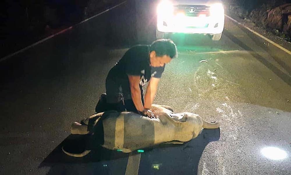 Mana resuscitated the elephant after it was struck by a motorcyclist. u00e2u20acu201d Reuters pic