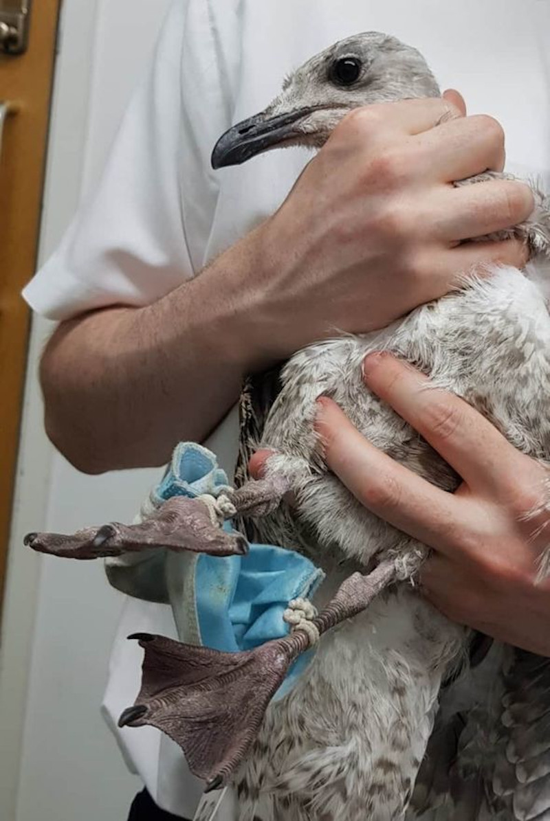 7月，在英国雅息士郡发现一只海鸥的脚被一次性口罩的耳带缠住。-图取自皇家防止虐待动物协会官网-