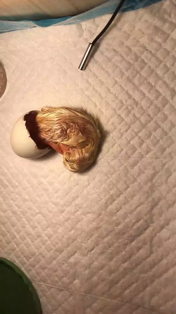 中国男子花了近千令吉买了一粒鸭蛋，竟然孵化出网红鸭，身价翻倍！-图摘自网络-