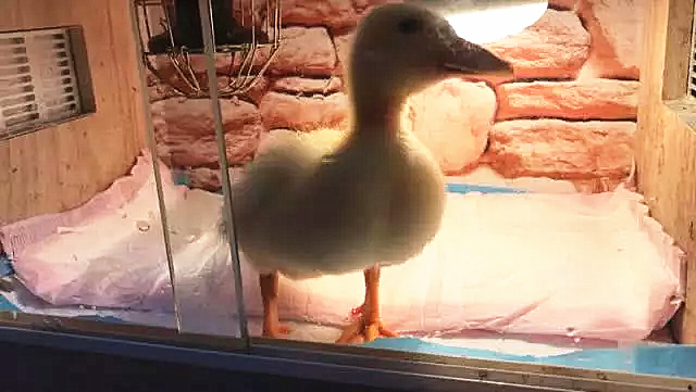 这只网红鸭叫做柯尔鸭，不少人把它当作宠物饲养！-图摘自网络-