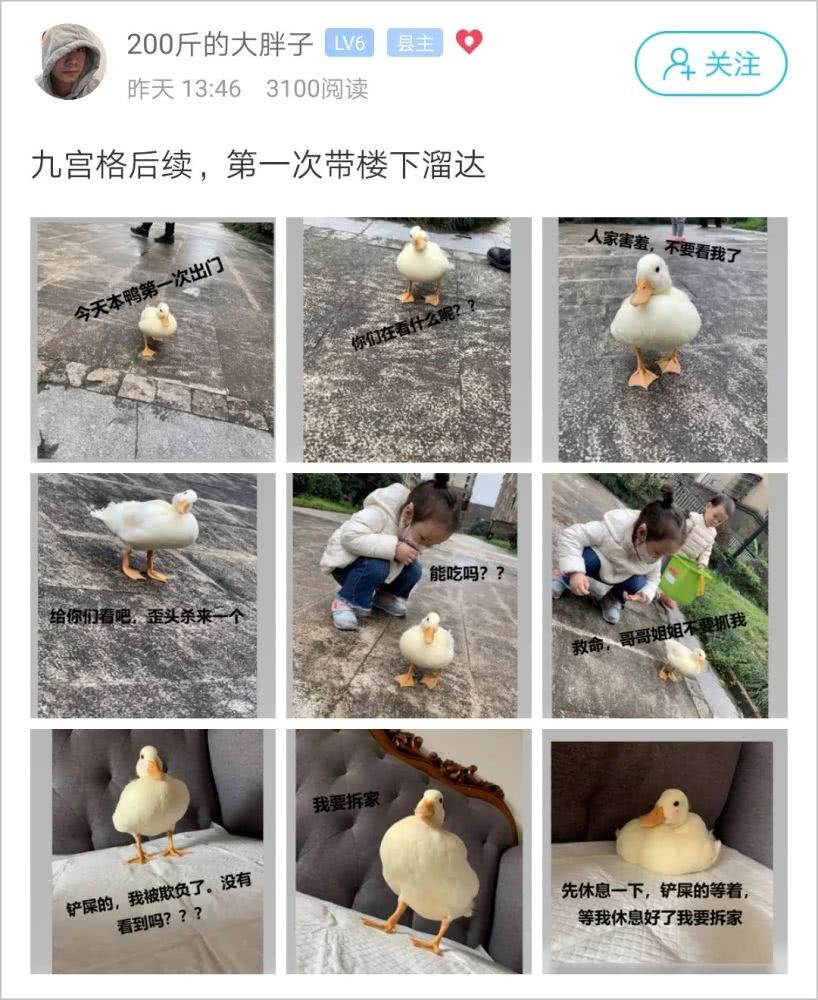 男子还把柯尔鸭带上街遛达，深受小孩子欢迎。-图摘自网络-