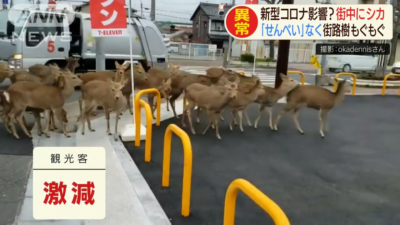 奈良爱鹿协会澄清，鹿群从以前就会跑到路上，今年的数量也没有变多。-图取自全日本新闻网-