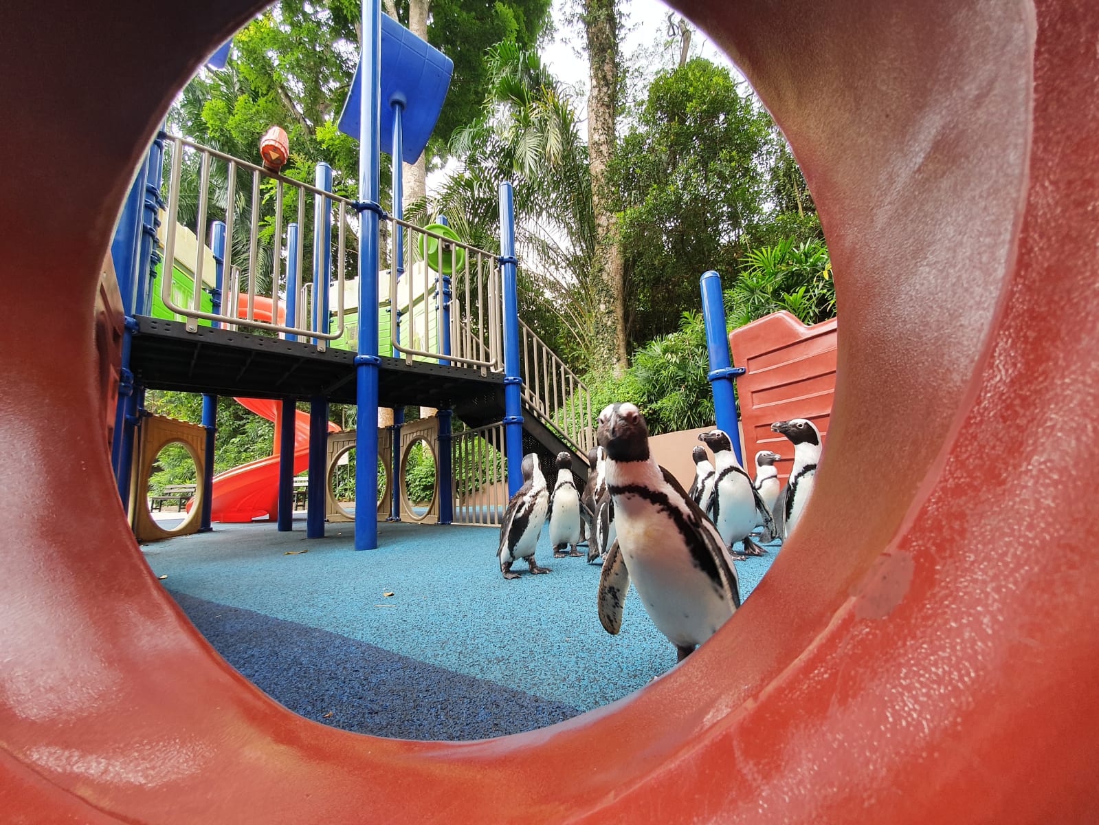 企鹅占领平日挤满游客的游乐场！-图摘自Wildlife Reserves Singapore脸书-