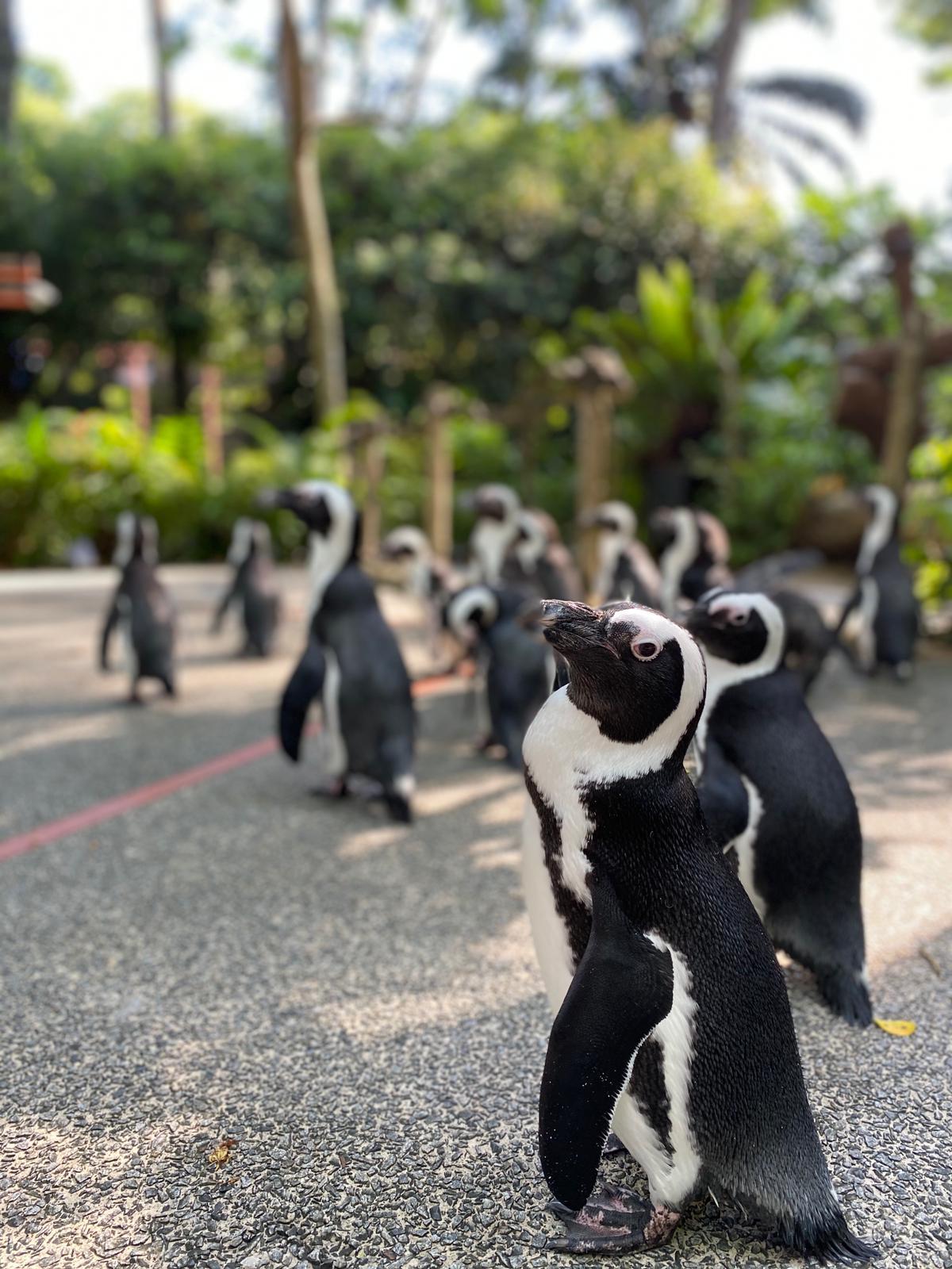 动物园饲养员每周带领可爱的小企鹅“出走”两三次。-图摘自Wildlife Reserves Singapore脸书-