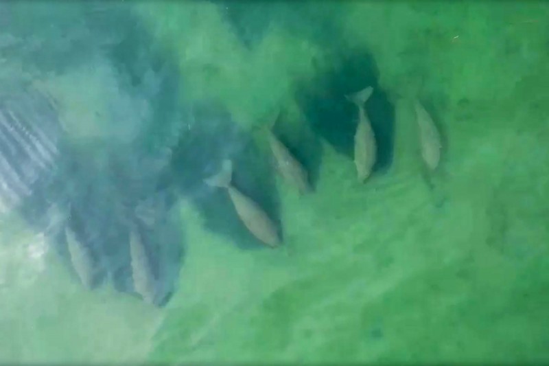 儒艮是移动速度不快的海牛近亲，它们被归类为易危物种。-图摘自法新社-