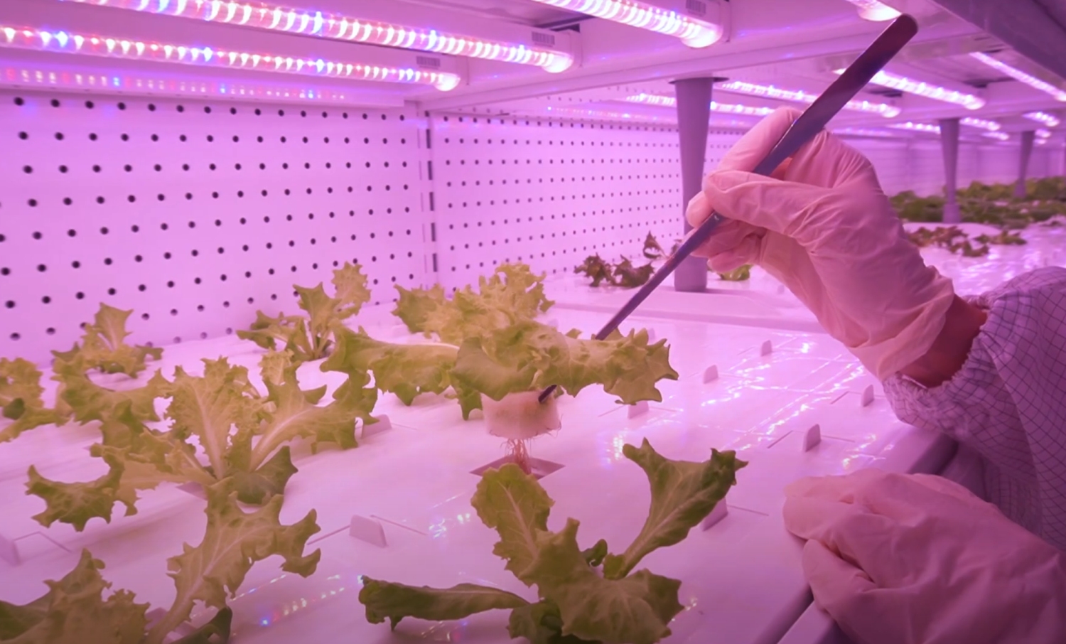 -图取自SoyaCincau-