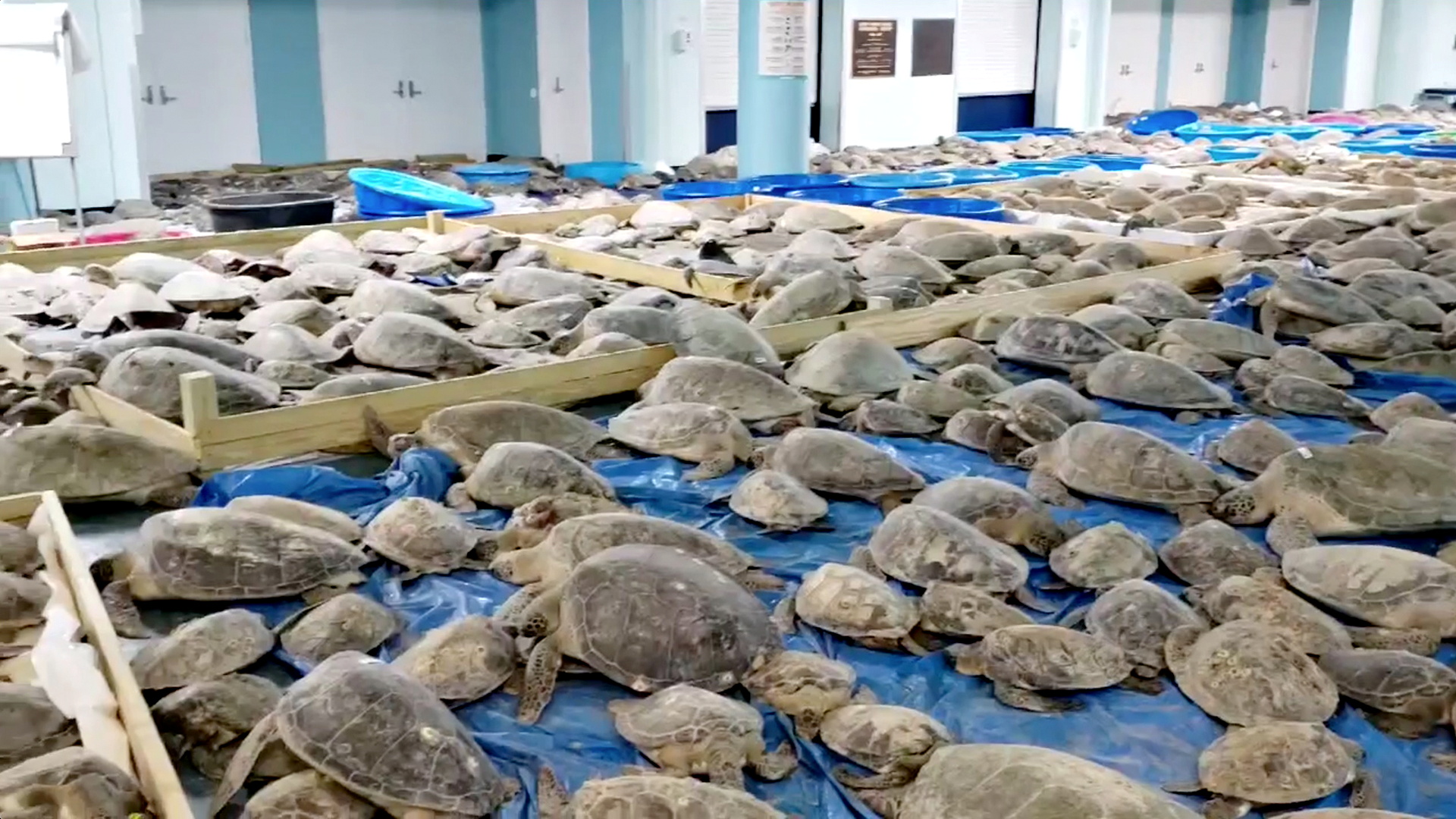 寒冷天气也让野生动物性命垂危，3500只快冻僵的海龟被安置在尚未断电的一处会议中心取暖。-路透社-