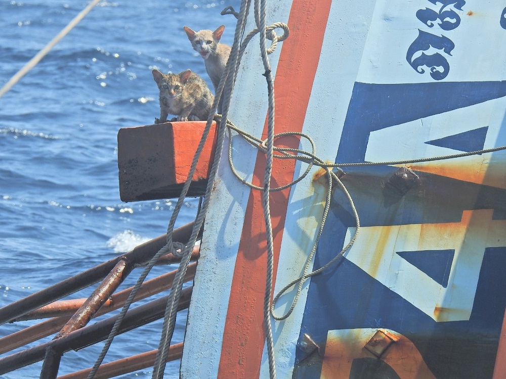 几只小猫在船梁上缩成一团。-图取自wichit.pukdeelon脸书-