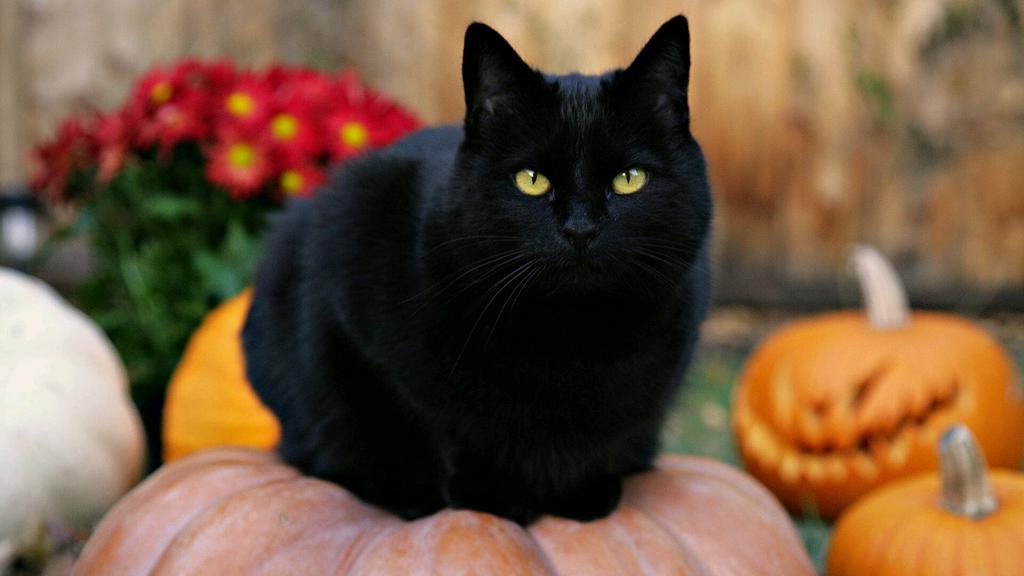 黑猫在许多国家的文化中，都会被视为不祥的象征。-图取自网络-