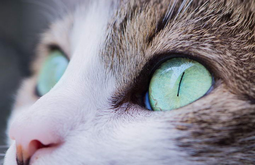 猫咪瞳孔放大有三种可能，即好玩兴奋、害怕或攻击，你能结合其他表现也弄清楚当下的情绪。