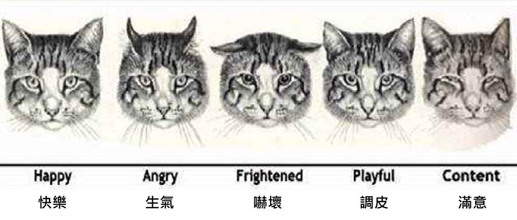 一般情况下，猫耳朵往侧面或者往后转时，代表猫咪感到忧虑或痛苦。