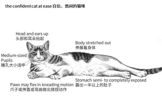 放下猫咪时，需要确保猫咪的爪子已安稳地着地再放手，这样猫咪和你在一起才会有安全感。