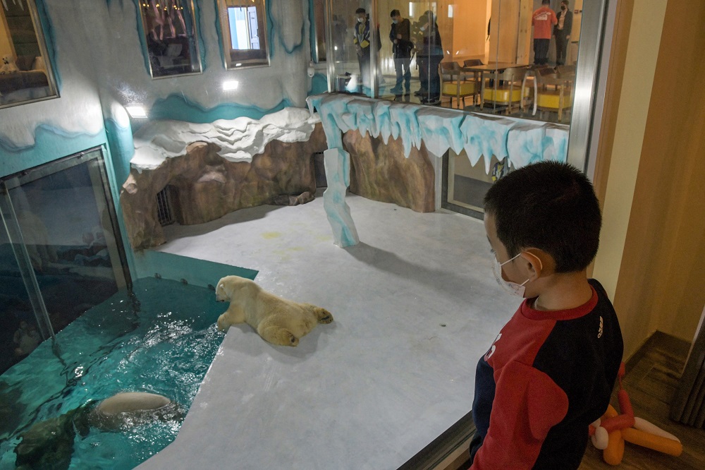 People look at polar bears inside an enclosure at a newly-opened hotel, which allows guests views of the animals u00e2u20acu2022 listed as a vulnerable species by the International Union for Conservation of Nature. u00e2u20acu2022 AFP pic via ETX Studio