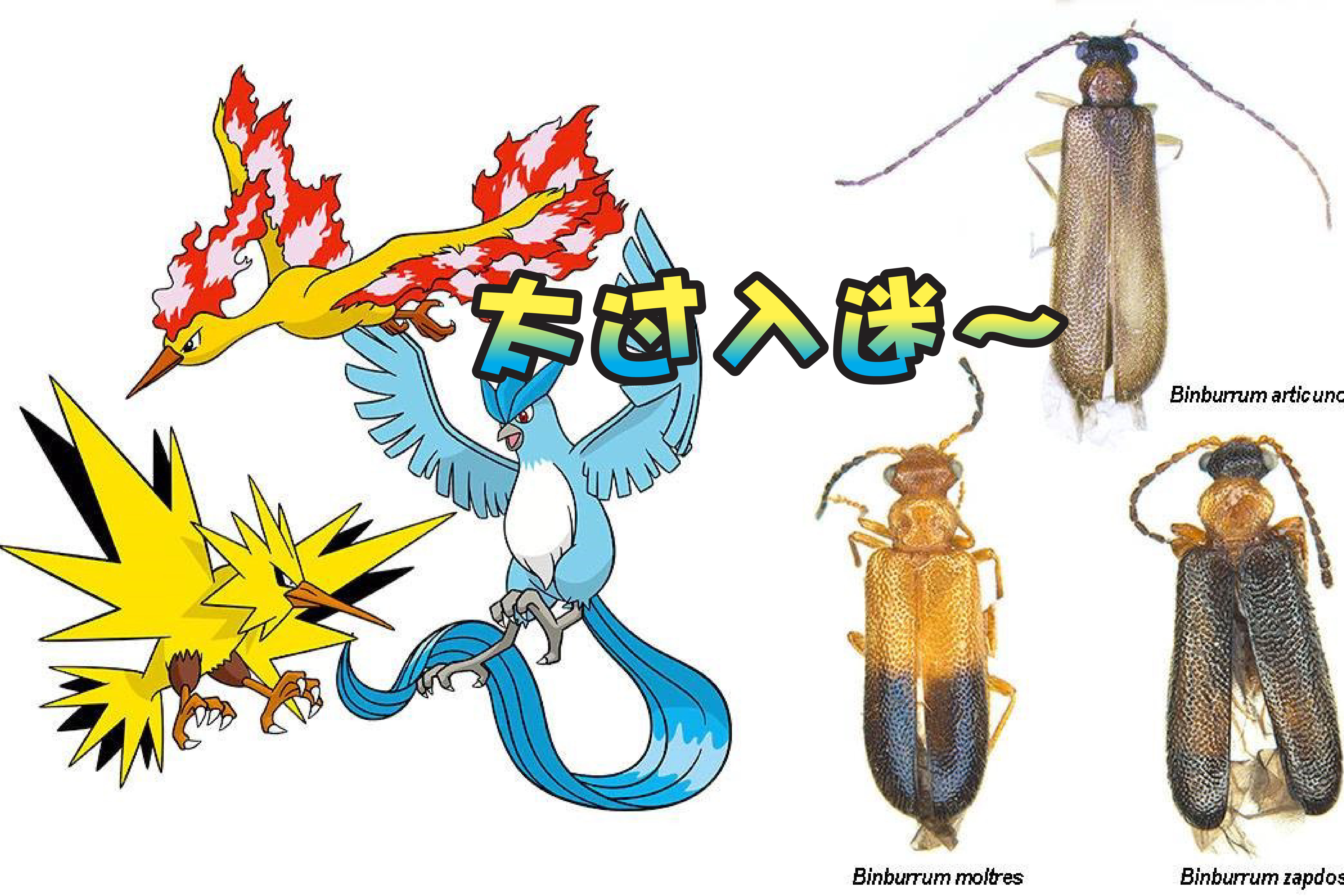 发现3种稀有昆虫 澳学生以传说级宝可梦命名 商阅 精彩大马