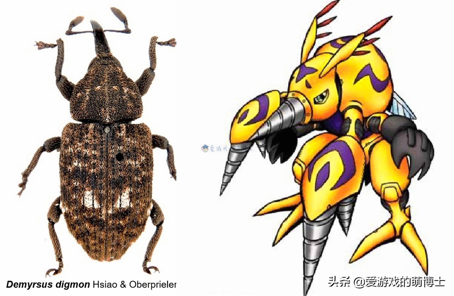 这位昆虫学家过去曾经发现了一种新甲虫，更以《数码宝贝》（Digimon）中的钢钻兽（又称挖掘兽）来取名。-图取自网络-