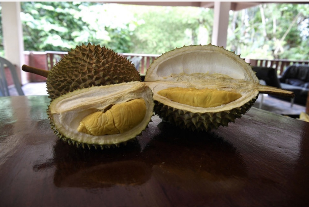 Musang King durians are seen during a tour at Lembah Temir Resort in Raub September 13, 2020. u00e2u20acu201d Bernama pic