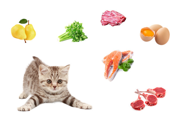 实际上，猫咪所需的蛋白质是犬类所需的两倍；因此猫咪饮食中需含约85%的肉类、脂肪、内脏和骨质，及15%的蔬菜、草类和粗粮。-图自取网络-