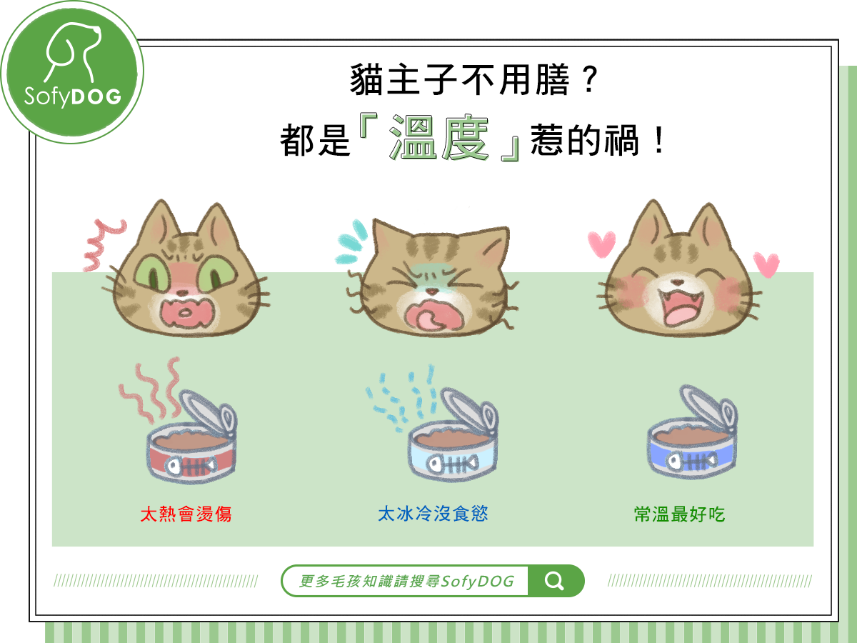 食物的温度也会影响猫咪的食欲。-图取自SofyDog-