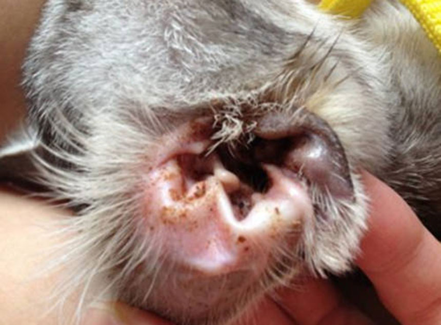 其中,最常见的是过敏、体外寄生虫或耳螨,这是由于猫耳朵里的异物、蜡、毛皮堆积所引发,另外,息肉和细菌感染也是常见的罪魁祸首。-图取自网络-