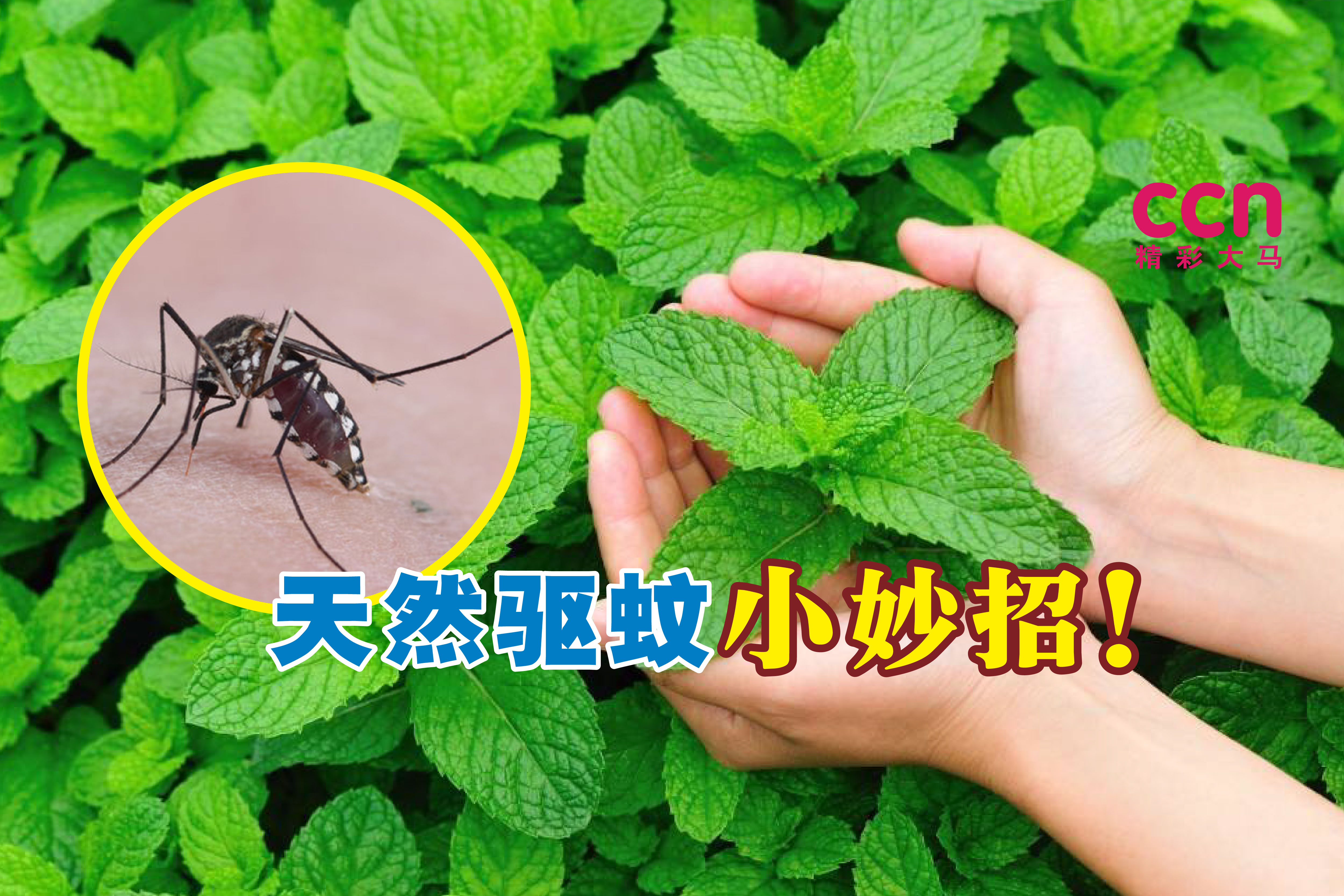 便宜又天然 家里种这些植物驱蚊没烦恼 狮城 精彩大马