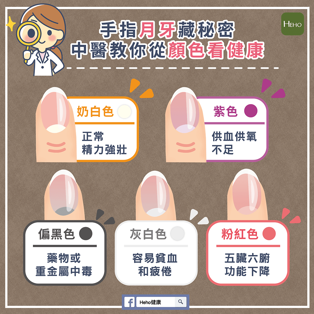 月牙面积过小表示精力差、体质寒，免疫力也会相对低下。-图摘自heho健康脸书专页-