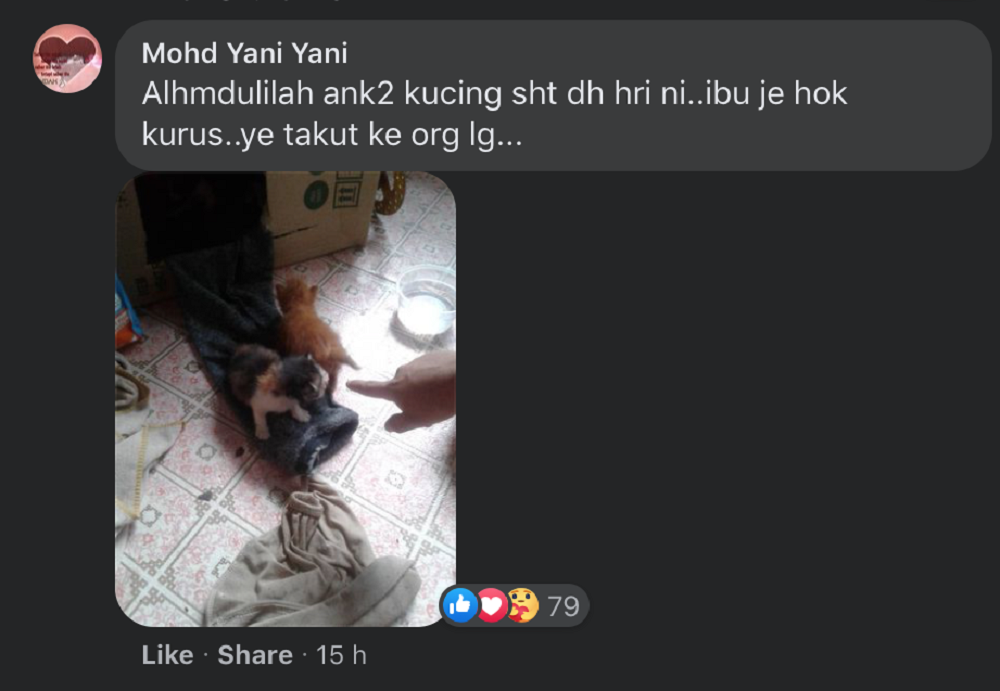 莫哈末亚尼在脸书分享了小猫的近况。-图取自Mohd Yani的脸书-