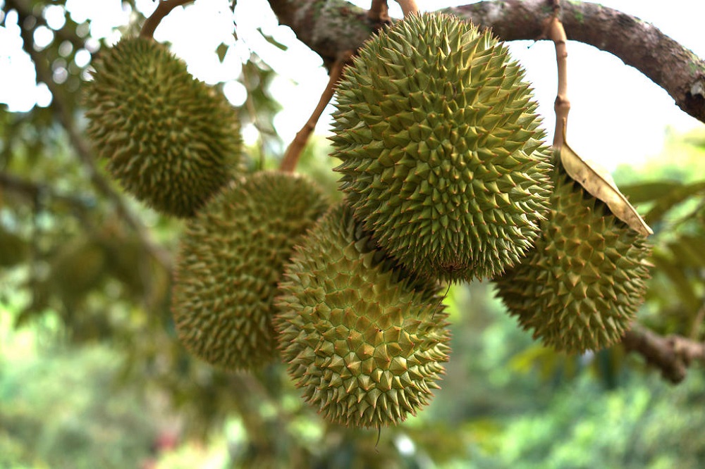 Preliminary investigations revealed that the 11 had allegedly entered a protected area on Mandai Road to pick durians. u00e2u20acu201d iStock pic