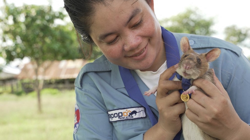 This file undated handout photo released by UK veterinary charity PDSA on September 25, 2020 shows Magawa, an African giant pouched rat, wearing his gold medal received from PDSA for his work in detecting landmines, in Siem Reap. u00e2u20acu2022 AFP picnn