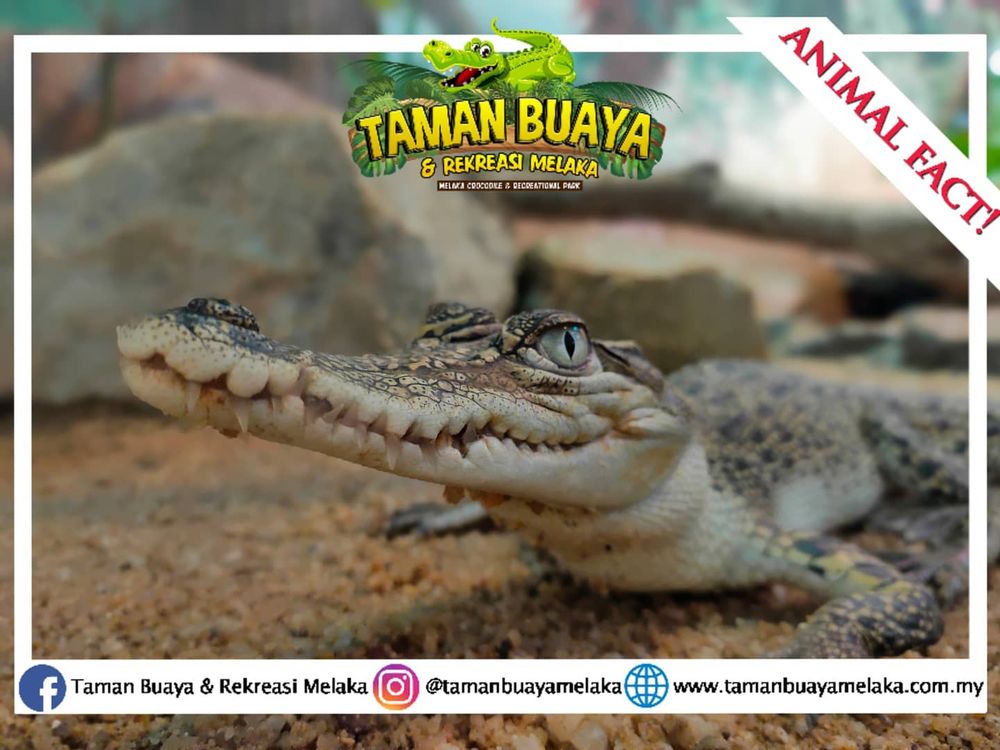 The Melaka Crocodile and Recreational Park (TBRM) have launched online tours to stay afloat amidst the Covid-19 pandemic. u00e2u20acu201d Photo courtesy of Melaka Crocodile and Recreational Park