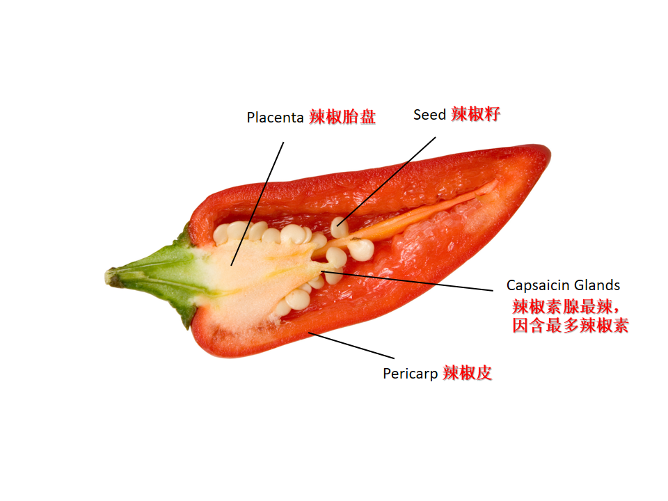 辣椒素腺（Capsaicin Glands）最辣，因为它的辣椒素最多。-营养师邝淑婷提供-