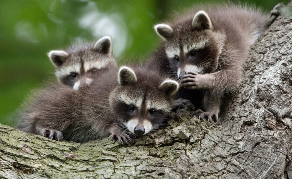 三姑六婆来啦！ -图取自comedywildlifephoto.com-