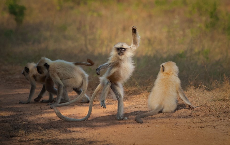 在耍醉拳的猴子。-图取自comedywildlifephoto.com-