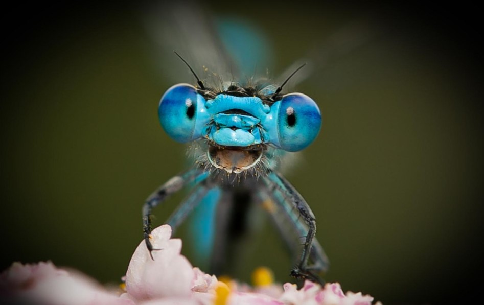 笑笑没烦恼～ -图取自comedywildlifephoto.com-