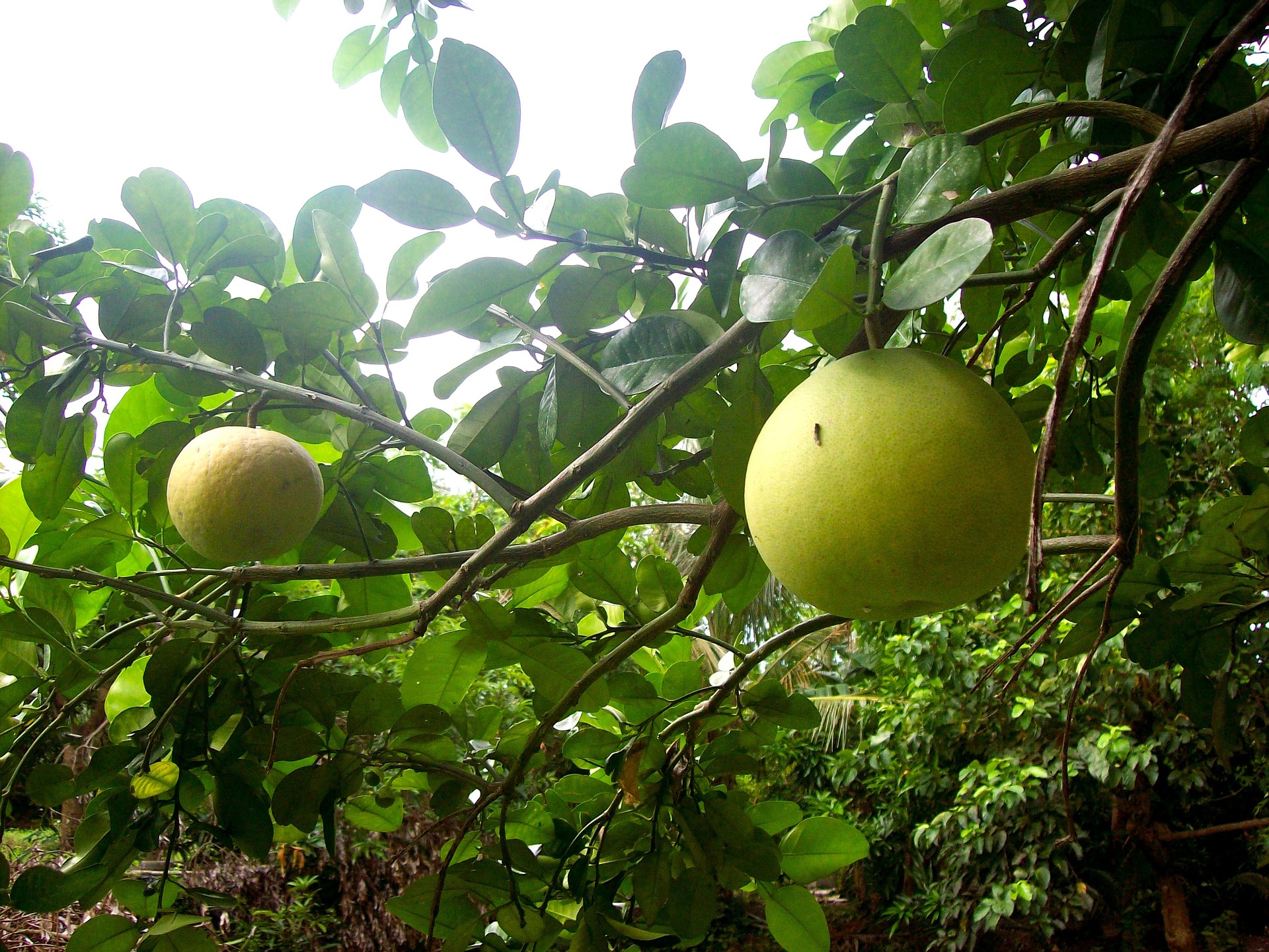 柚子也含丰富的钾，对维护心脏健康、正常血压有帮助。-图取自Pixabay-
