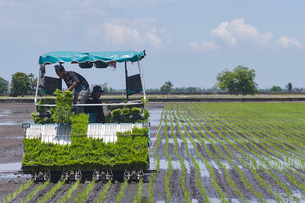 Scenes of farming life in Sekinchan as Selangor enters Phase 1 of the national recovery plan (NRP) on September 04,2021. u00e2u20acu201d Picture by Miera Zulyanann