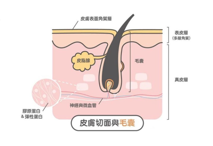 微血管输送氧气和养分的过程中，毛母细胞就会从中吸收养分，进行新陈代谢让毛发生长。-图取自网络-