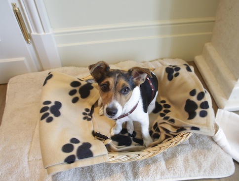 受过训练的狗狗可以凭借人体身上不同气味，来检测出是否患病。-路透社-